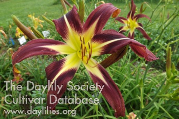 Daylily Tom Maloney